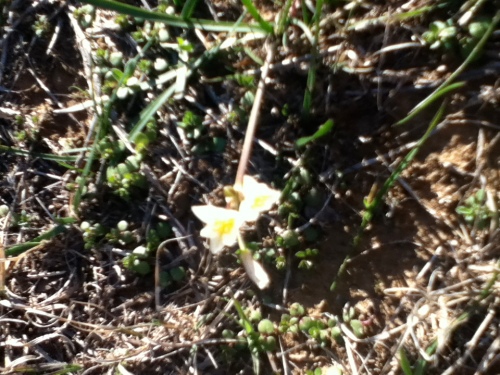 The Allusive Spring flower